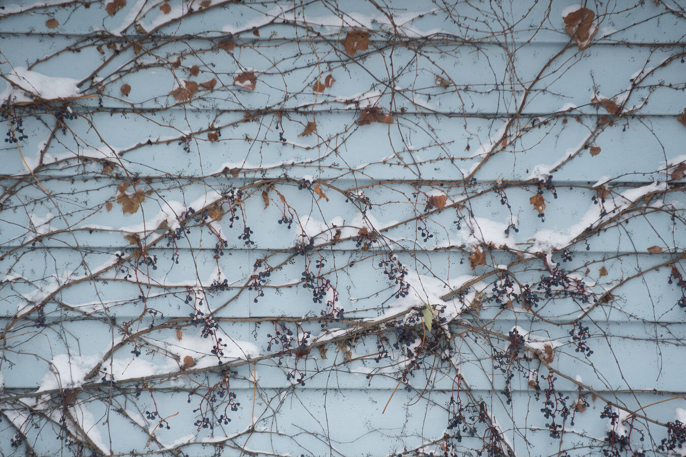 Snowy flora